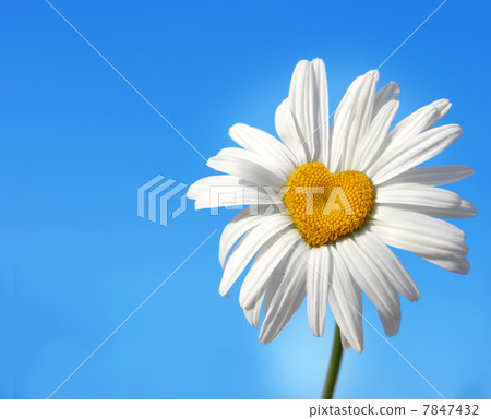daisy with heart daisy with heart 7847432