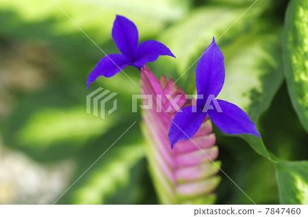 Tiranjia·Kianea 7847460