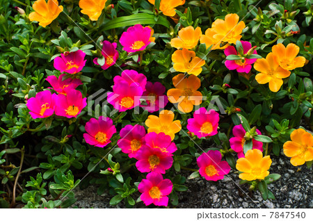 Portulaca 7847540