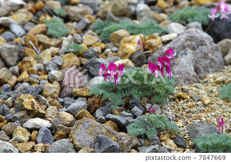 Cumkusa Cumkusa 7847669