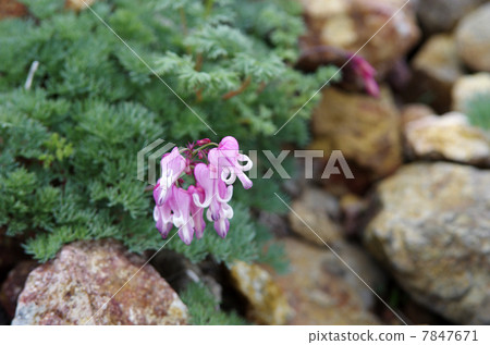 Cumkusa Cumkusa 7847671