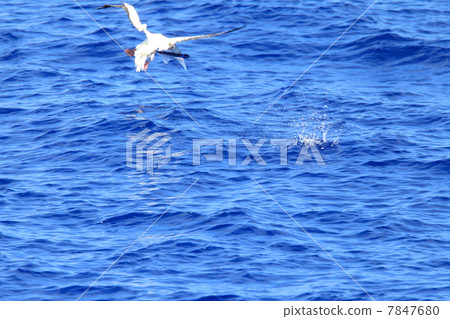 Akashi boobies catching flying fish 7847680