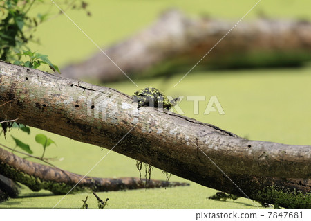 Taiwan Uchiyayama Taiwan Uchiyayama 7847681