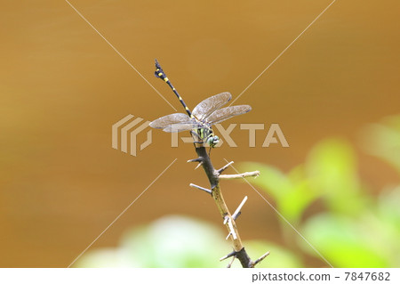 Taiwan Uchiyayama Taiwan Uchiyayama 7847682