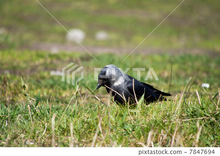 crow on the grass 7847694