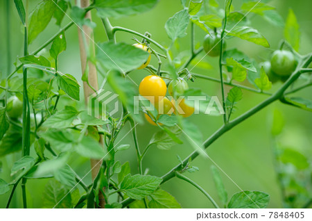 Mini Tomato Mini Tomato 7848405