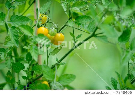 Mini Tomato Mini Tomato 7848406
