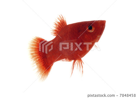 Platy Platy 7848458