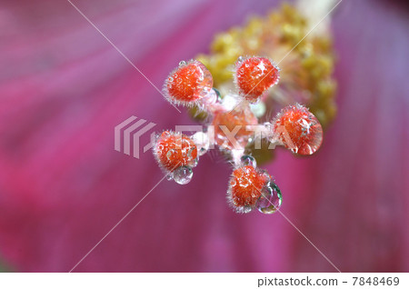 水滴在花上方 7848469