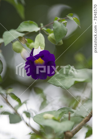 Tsunbergia · Fogeliana Tsunbergia · Fogeliana 7848570