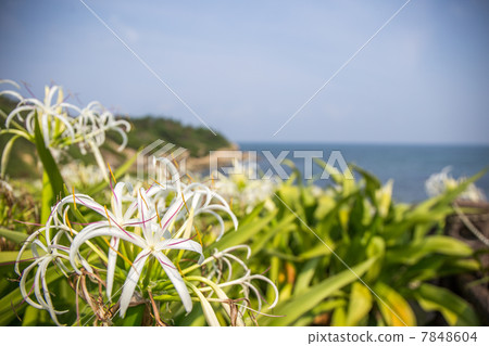 Natsuigahama的Hamayuu 7848604