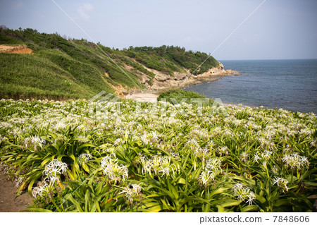 Natsuigahama的Hamayuu 7848606