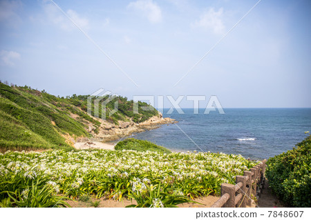 Hamayuu of Natsuigahama 7848607