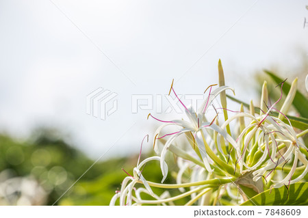 Hamayuu of Natsuigahama 7848609