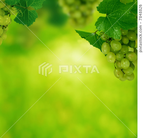 autumn background autumn background 7848826