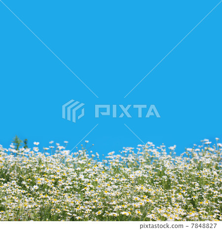 daisies 7848827