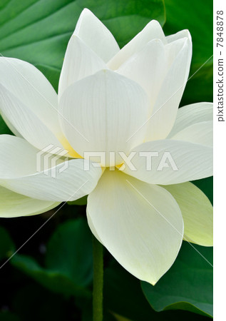 White lotus 7848878