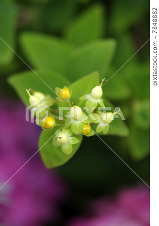 Hiperam & Androsa Mam Flower 7848882