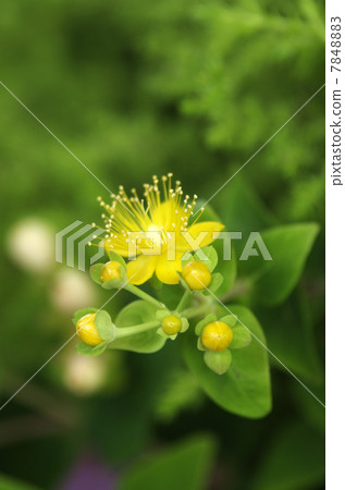 Hiperam & Androsa Mam Flower Hiperam & Androsa Mam Flower 7848883