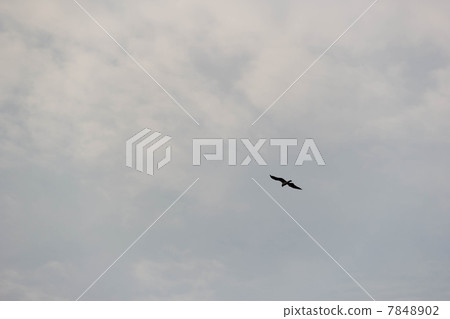 海鳥在天空中飛翔的鳥的照片 7848902