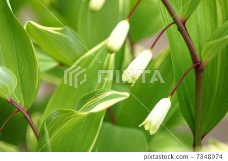 Amadocoro (variegated leaf) 7848974