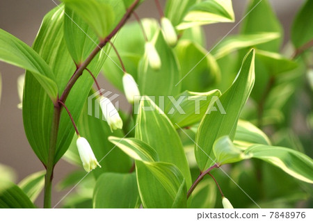 Amadocoro (variegated leaf) 7848976