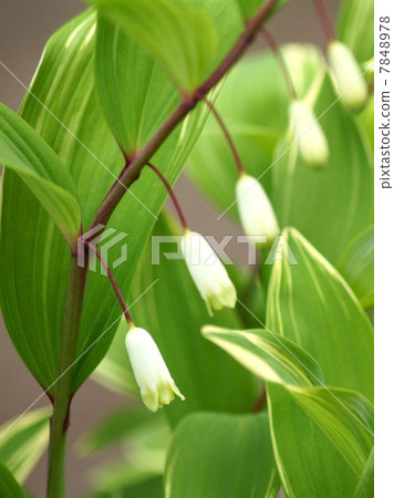 Amadocoro（雜色葉） 7848978