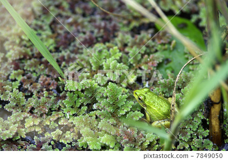 Tokyo dalo frog Tokyo dalo frog 7849050