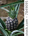 pineapple  7849095
