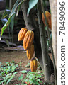 Cacao fruit 7849096