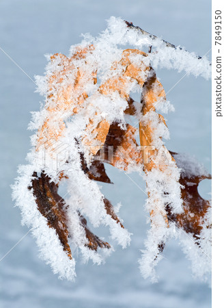 hoarfrost on leaves hoarfrost on leaves 7849150