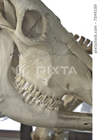 骨骼標本 骨骼標本 7849189
