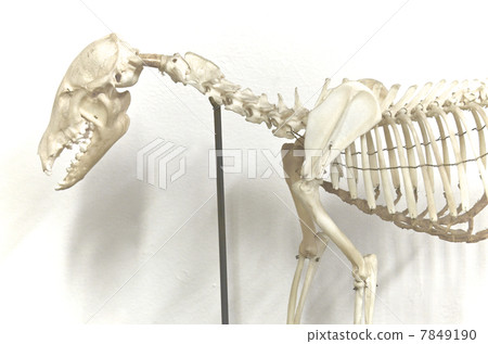 骨骼標本 7849190