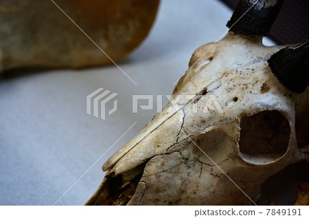 骨骼標本 骨骼標本 7849191