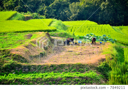 Rice terraces in Japan 7849211