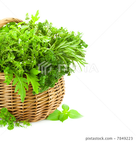 Fresh Spicy Herbs in Basket / isolated on white Fresh Spicy Herbs in Basket / isolated on white 7849223