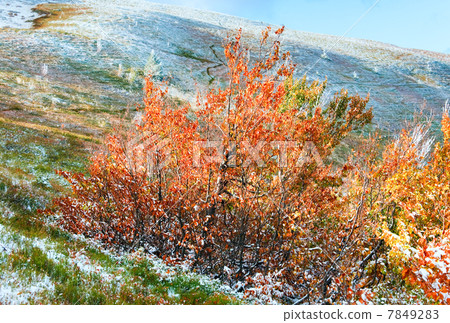 First winter snow and autumn colorful foliage on mountain First winter snow and autumn colorful foliage on mountain 7849283