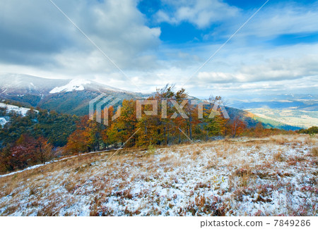 First winter snow and autumn colourful foliage on mountain First winter snow and autumn colourful foliage on mountain 7849286