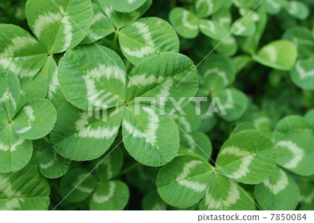 Four leaves clover Four leaves clover 7850084