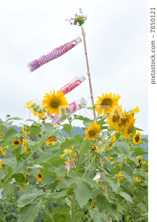 Sunflowers and carp streamers Sunflowers and carp streamers 7850121