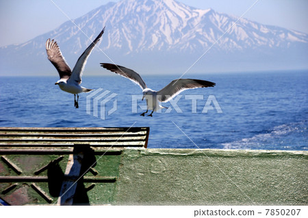 Rishiri Rebuns Sarobetsu國家公園利尻島 7850207