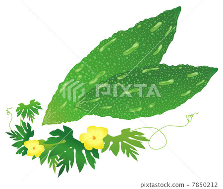 Bitter gourd 7850212