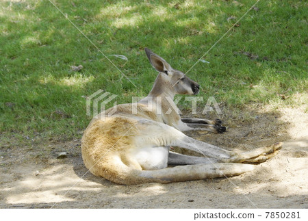 Rest in Kangaroa Rest in Kangaroa 7850281