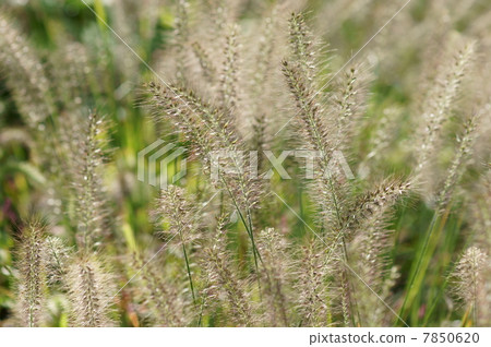 My name is Tsukishiba Chikara Shiba. It is not a big cat. My name is Tsukishiba Chikara Shiba. It is not a big cat. 7850620