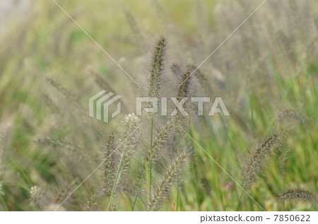 My name is Tsukishiba Chikara Shiba. It is not a big cat. My name is Tsukishiba Chikara Shiba. It is not a big cat. 7850622