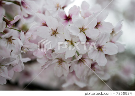 Cherry Blossoms   7850924