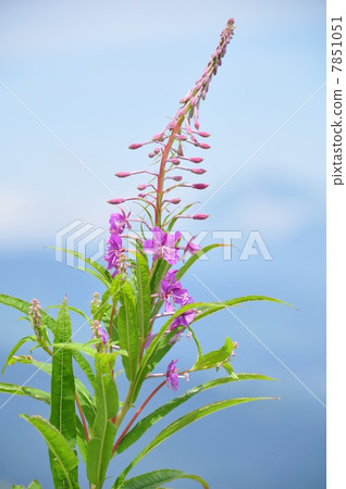 Yanagiran Yanagiran 7851051