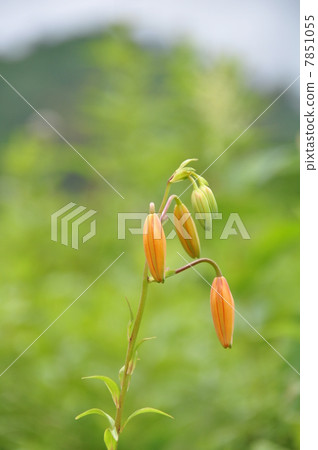 Buds of Konioni lily 7851055