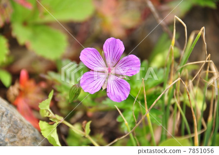 Hakusan Fuuro 7851056