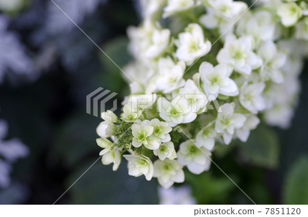 Kashiba Hydrangea (double-bloom) 7851120